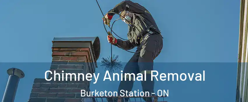 Chimney Animal Removal Burketon Station - ON