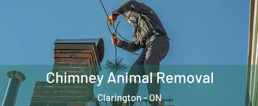 Chimney Animal Removal Clarington - ON