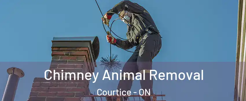 Chimney Animal Removal Courtice - ON