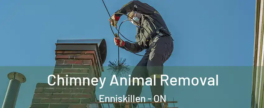 Chimney Animal Removal Enniskillen - ON