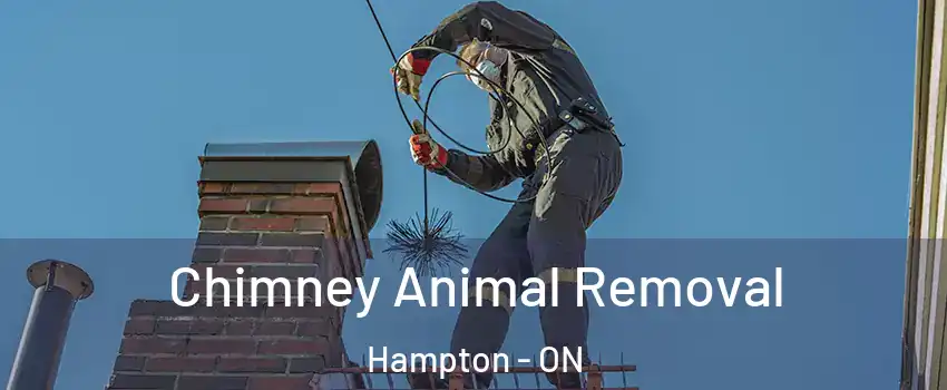 Chimney Animal Removal Hampton - ON