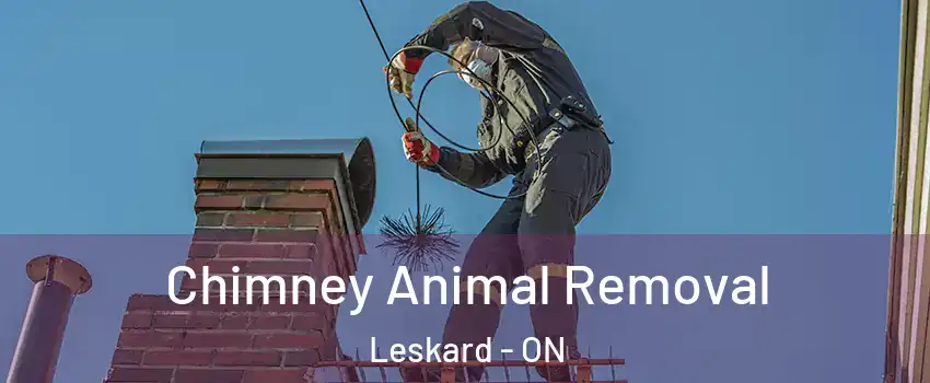 Chimney Animal Removal Leskard - ON