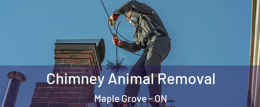 Chimney Animal Removal Maple Grove - ON