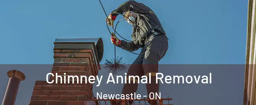 Chimney Animal Removal Newcastle - ON