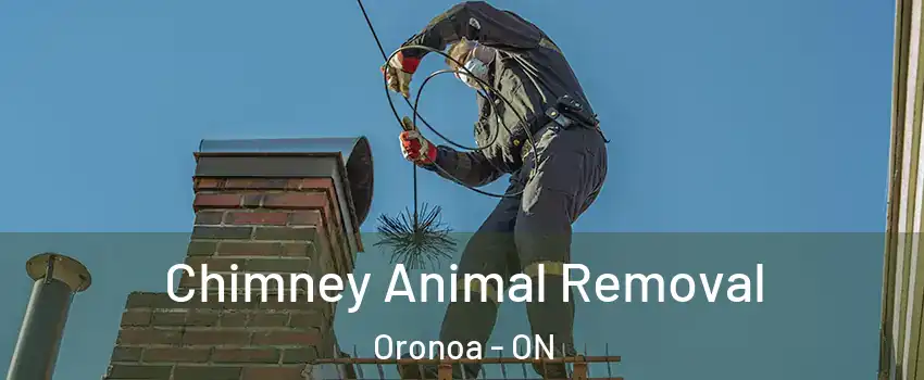 Chimney Animal Removal Oronoa - ON