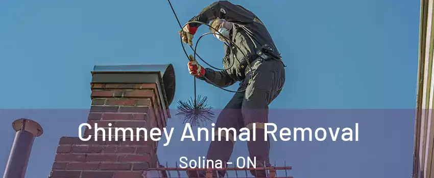 Chimney Animal Removal Solina - ON