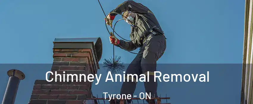 Chimney Animal Removal Tyrone - ON