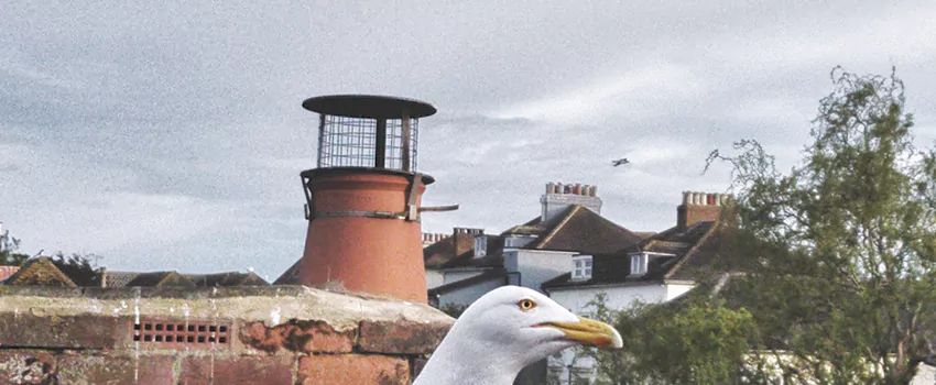 Chimney Cap Bird Guard Repair in Newcastle, Ontario